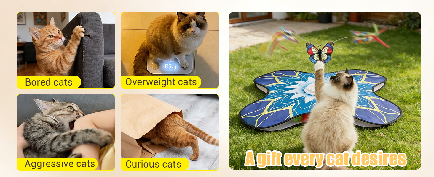 cat toys bored indoor