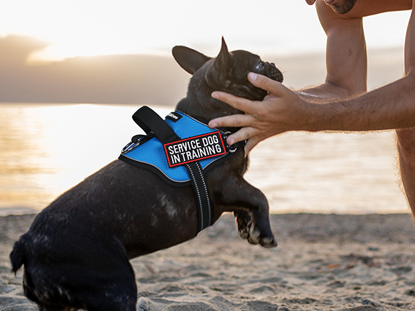 dog harness2-1