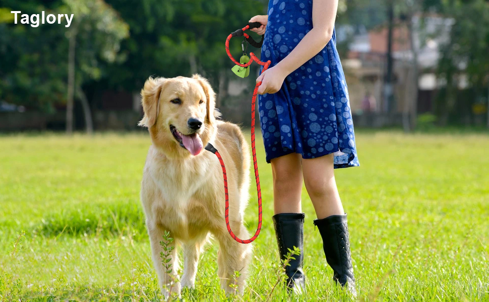 dog leash