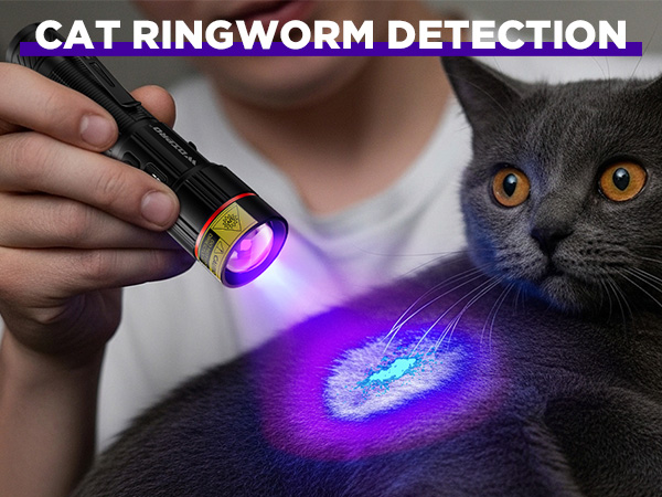 CAT RINGWORM DETECTION