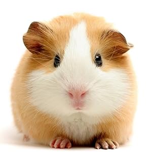 Great for Guinea Pigs