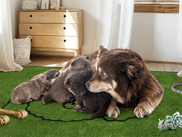 whelping pads