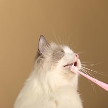 cat toothbrush