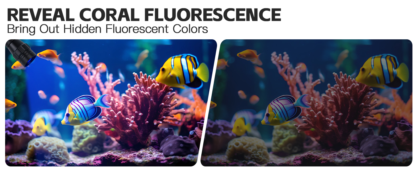 REVEAL CORAL FLUORESCENCE