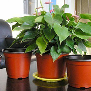 Plastic Planters Pots