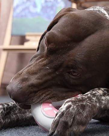 dog rubber toy