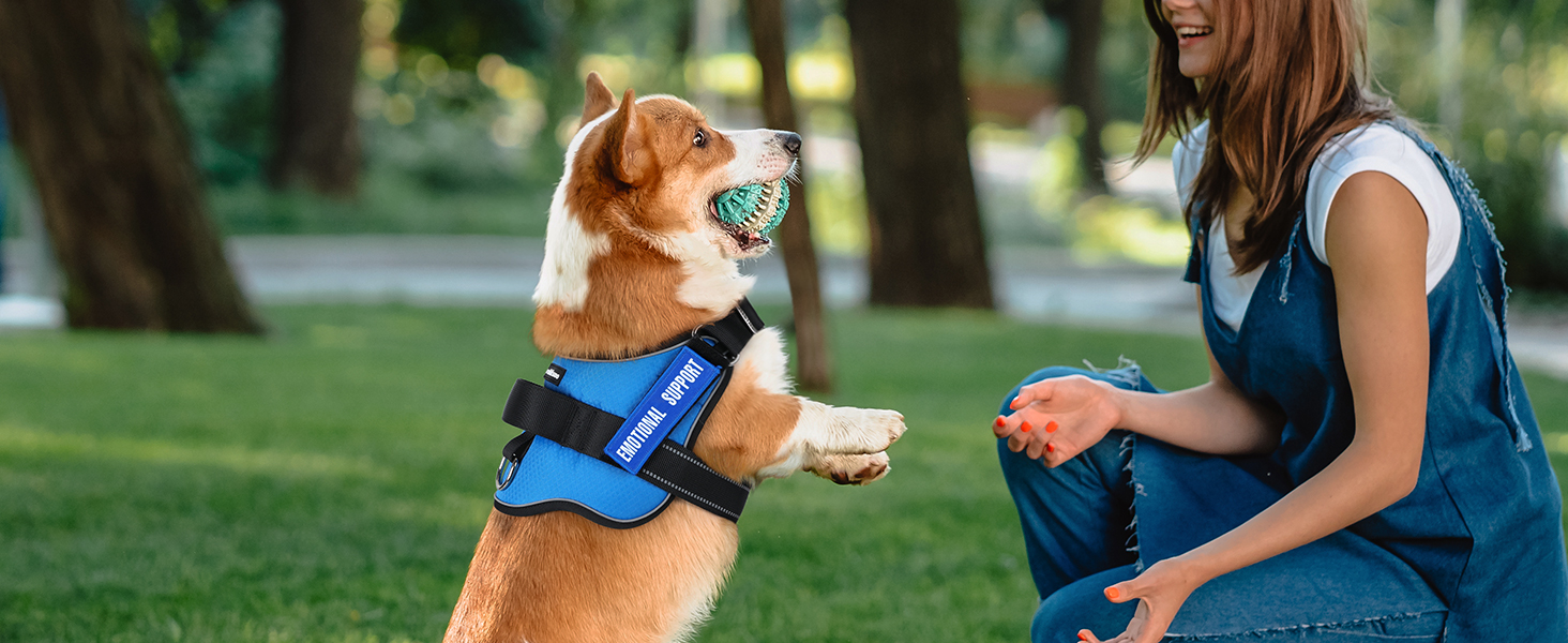 dog harness1-4