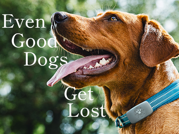 Petivity Tracker dog with copy