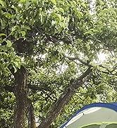 camping tent 10 person