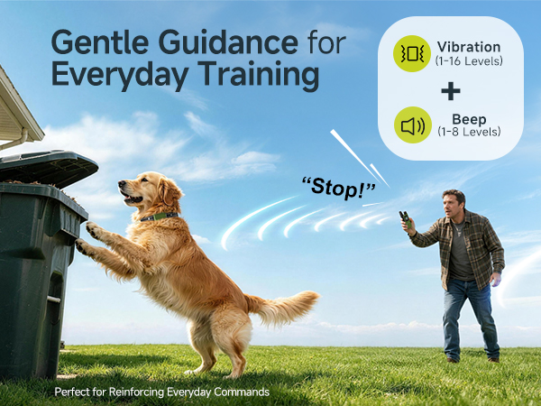 dog training collar with remote