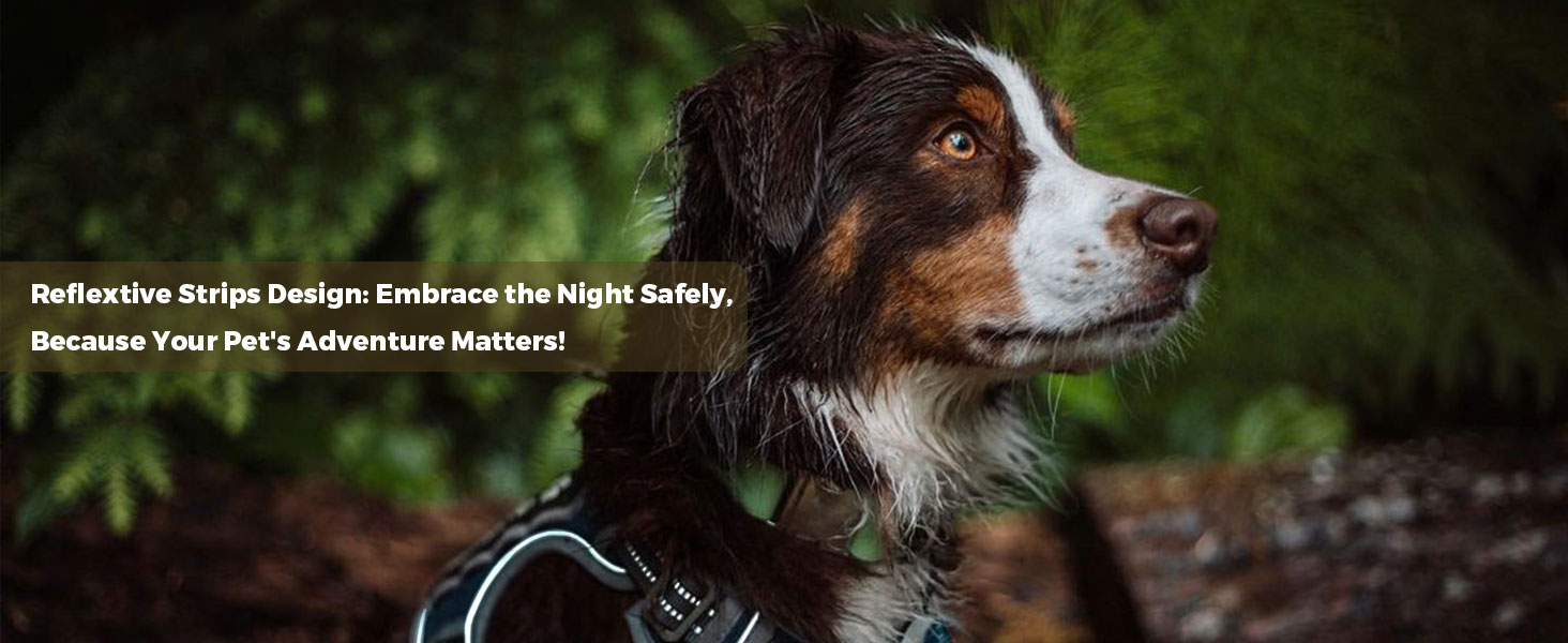dog harness