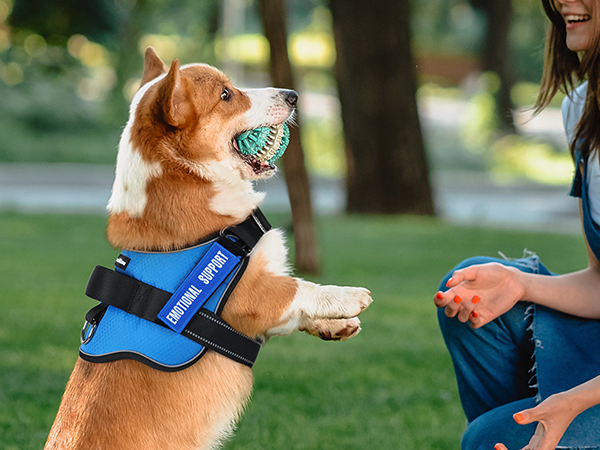 dog harness1-4