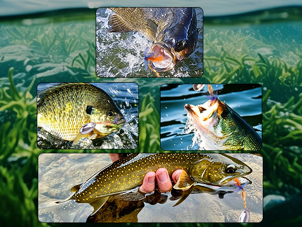 Effective Trout Lures For Popular Freshwater Species
