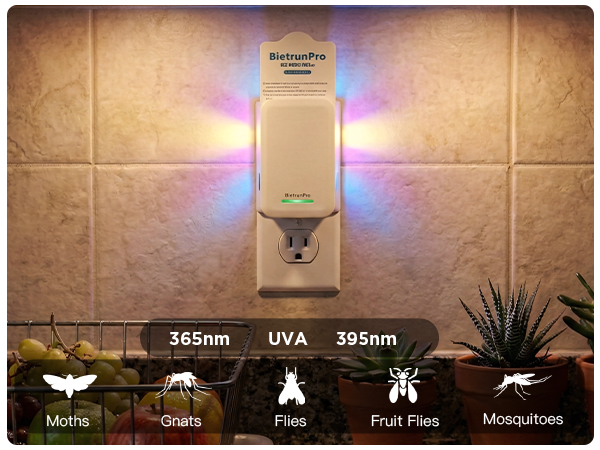 fly killer gnat killer plug in best safe electric flying insect trap fruit fly bug blue UV light