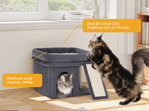 for senior cats