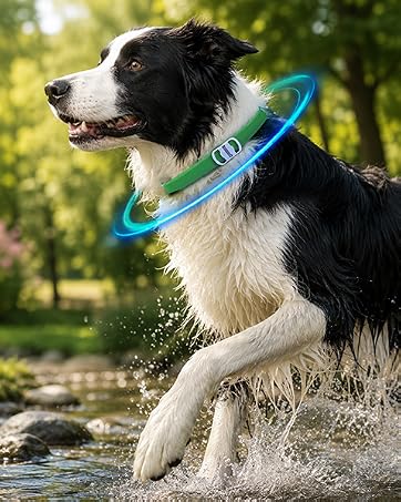collar1