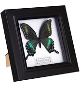 Housoutil Butterfly Specimens in Shadow Box Blue Morpho Butterfly Framed and Mounted in Black Dis...