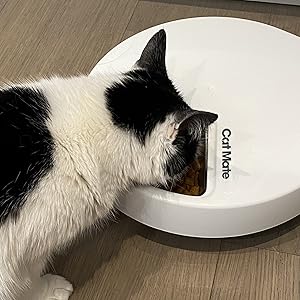 Cat eating from C500 pet feeder