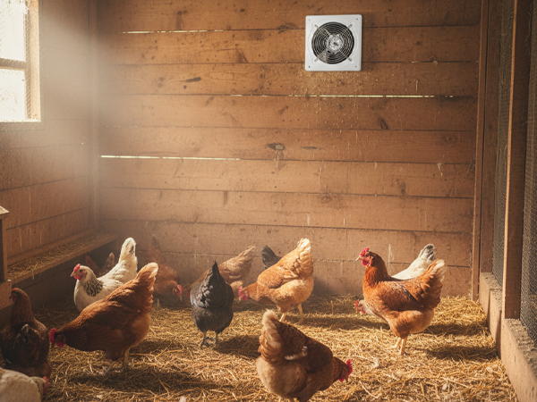 Exhaust Fan