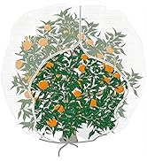 Agfabric Bird Netting 84" Hx72 W Garden Netting Insect Pest Barrier,Plant Cover Fruit Tree Nettin...