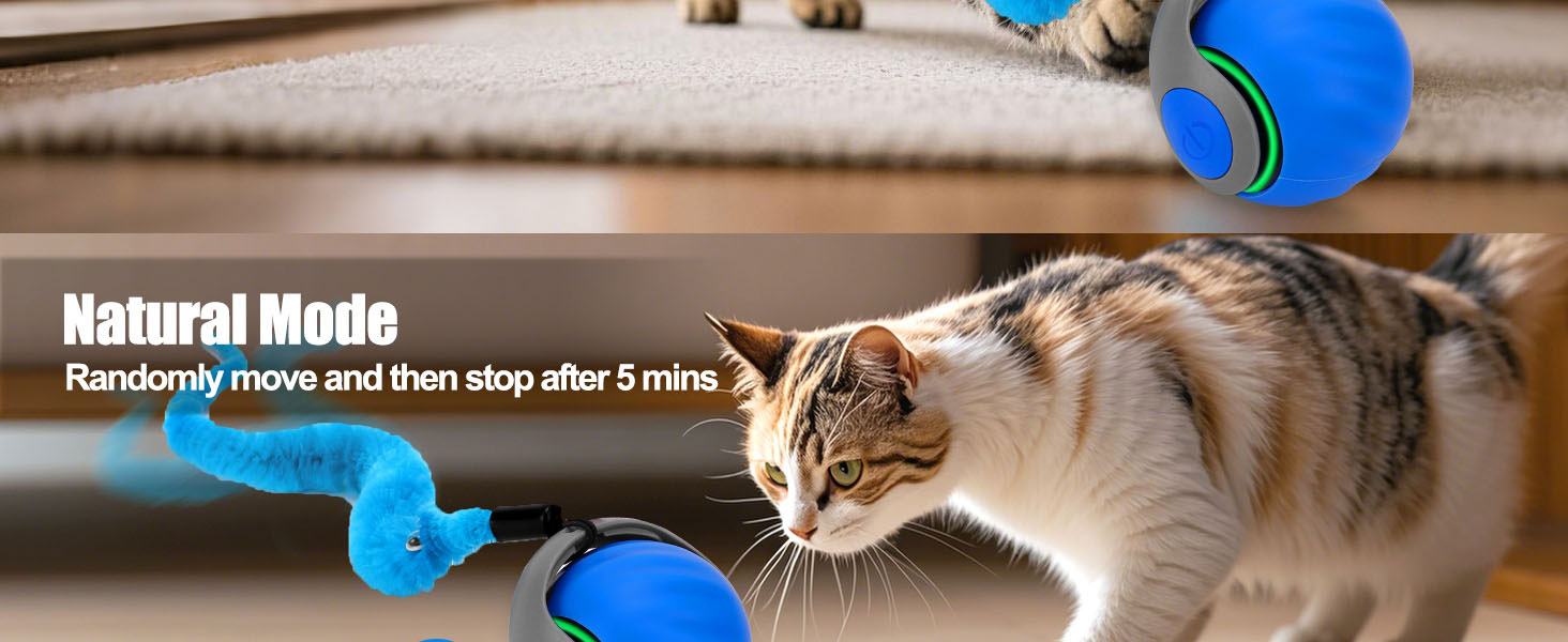cat toy
