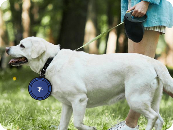 dog hiking gear essentials outdoor walking supplies carabiner attached