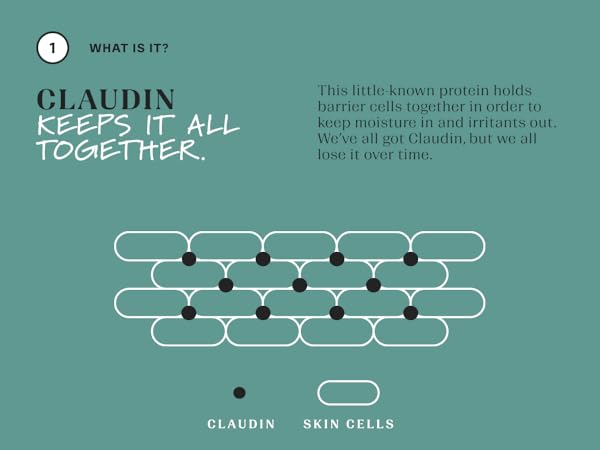 Claudin keeps it all together