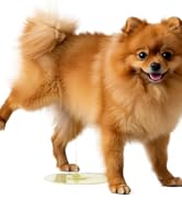 BugMD Enzyme Cleaner &amp; Odor Eliminator for Strong Odor (32oz) - Pet Stain Remover for Carpet, Uph...