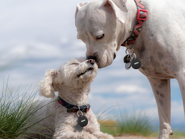 Air Tag Item Finder Tracker Air Tag Tracker Item Finder Item Finders Apple Find My