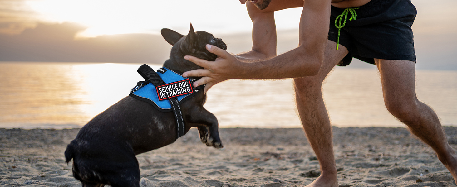 dog harness2-1