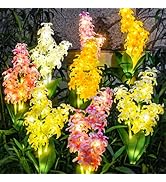 TONULAX Solar Garden Lights, Solar Hyacinth Flower Lights, Solar Lights for Outside, Solar Garden...