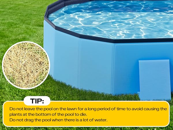 Dog Pool