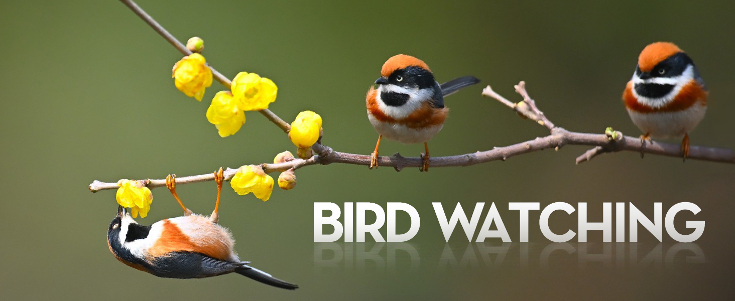 binoculars for bird watching
