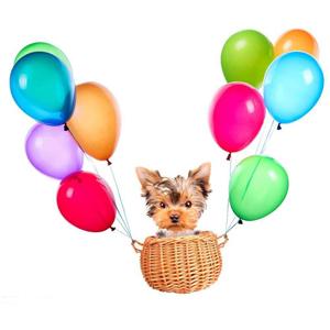 Gift for puppies