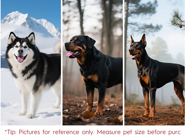 Harness for Large Dog and Leash Set Has Tailored for Bernese Mountain,Bernards,and Newfoundlands!