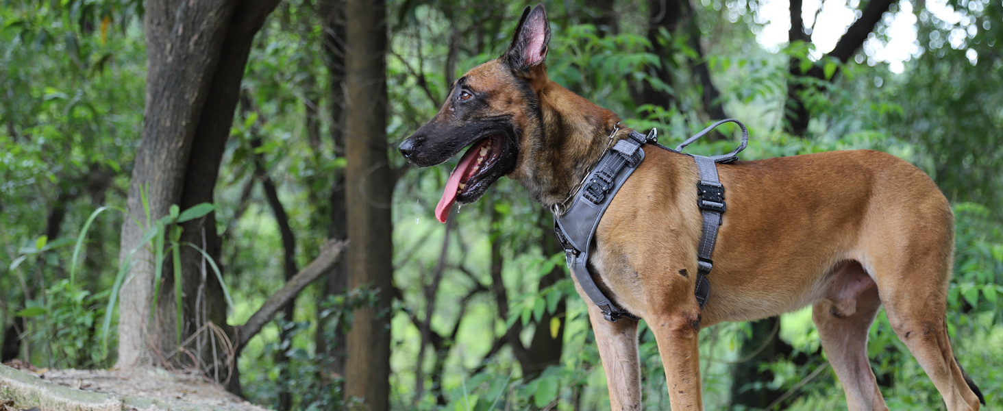 dog vest with metal buckles