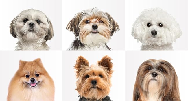 Pet Hair Dryer Dog Hair Dryer Small Sized Dogs Cats Medium Sized Dogs