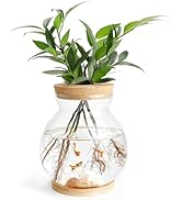 DOERDO Desktop Fish Bowl Landscape Bottle Mini Glass Terrarium Clear Glass Small Fish Tank for Sm...