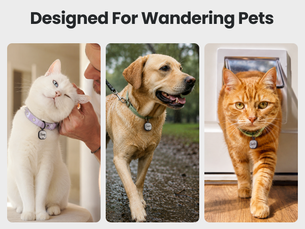 link collar id