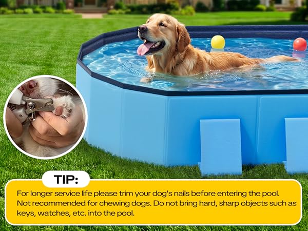 Dog Pool