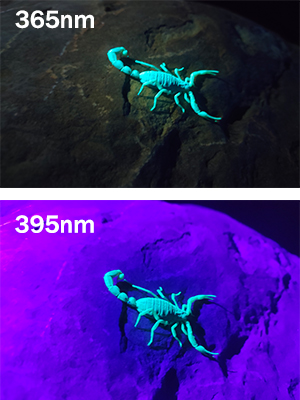 UV Flashlight Black Light