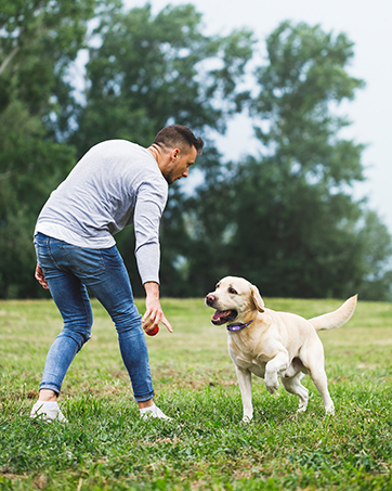 dog training collar
