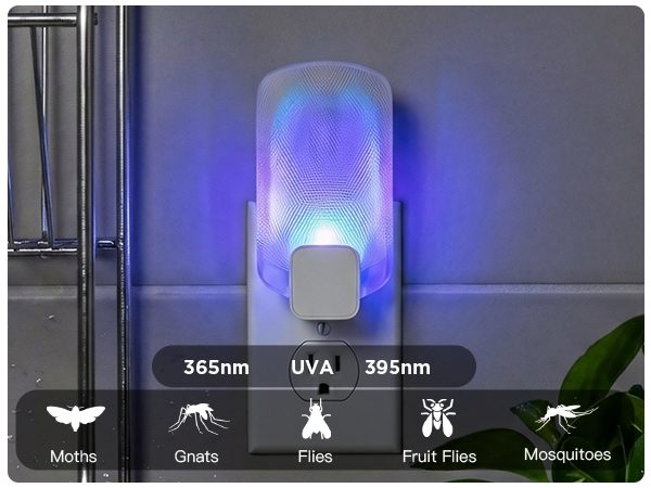 fly killer gnat killer plug in best safe electric flying insect trap fruit fly bug blue UV light