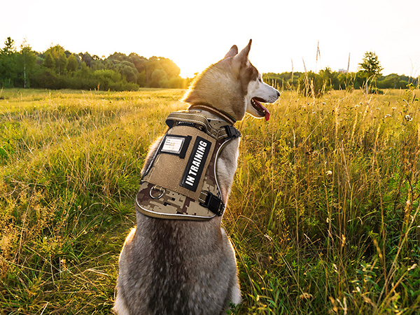 dog harness camo desert