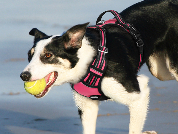 dog harness