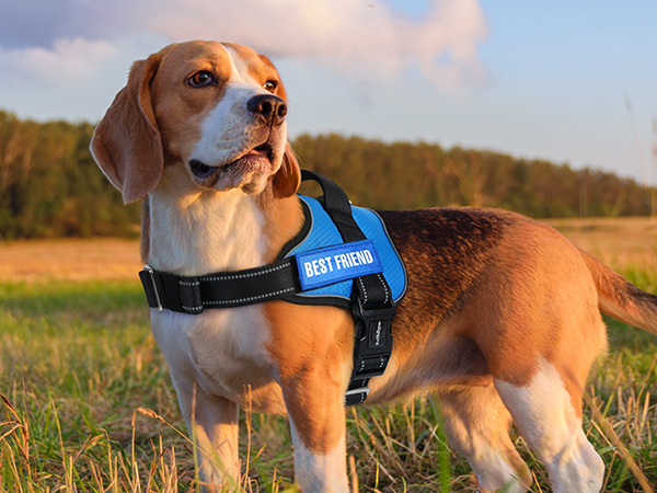 dog harness