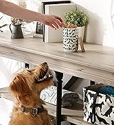 Dog staring at treat jar canister