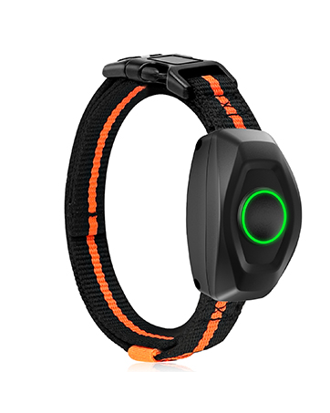 dog training collar