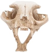 Hemobllo Cat Skull Figurine Resin Fortune Cat Skeleton Model for Aquarium Fish Tank Decoration Un...