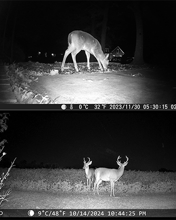 trail camera